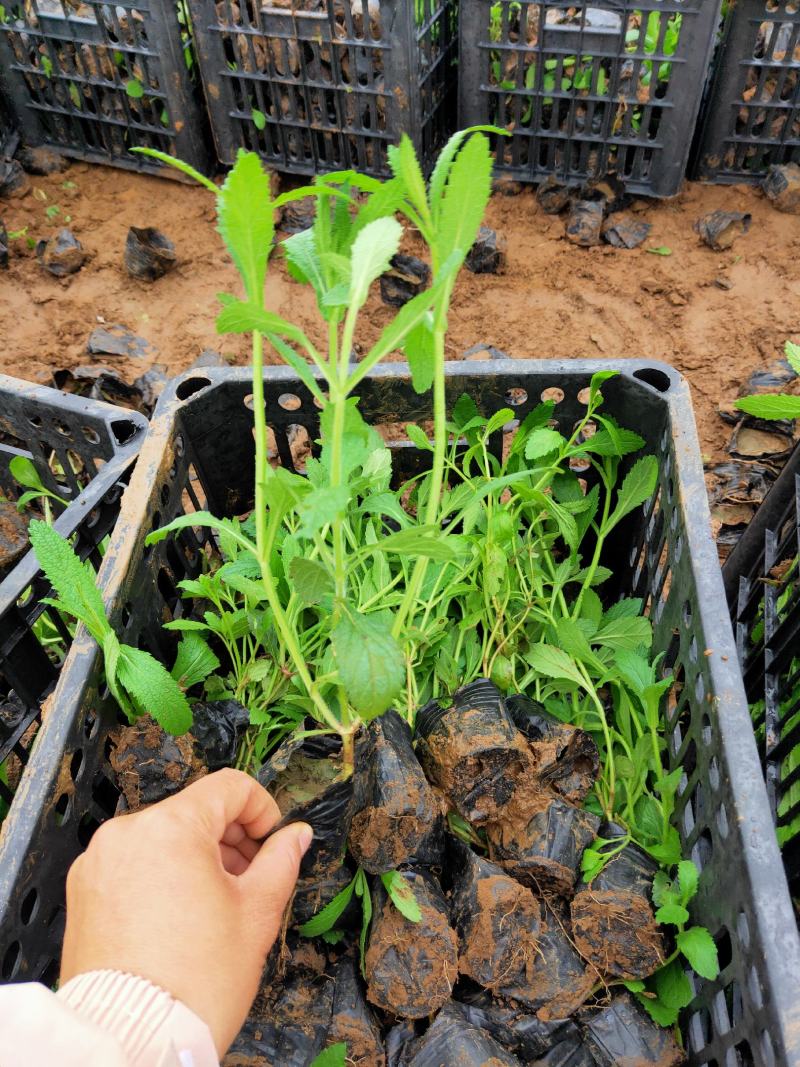 柳叶马鞭草花色淡雅，紫色的花朵开在田野里非常漂亮