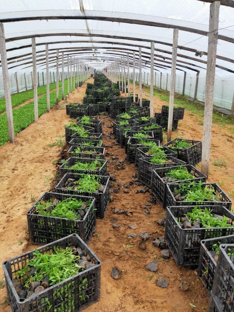 柳叶马鞭草花色淡雅，紫色的花朵开在田野里非常漂亮