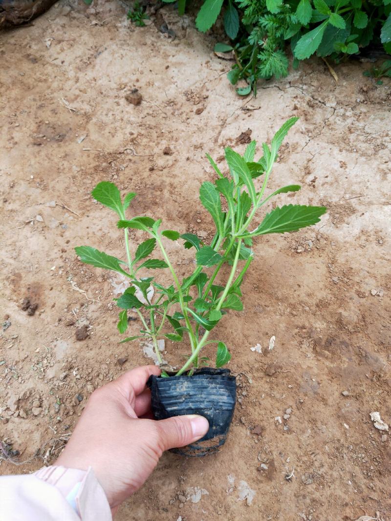 柳叶马鞭草花色淡雅，紫色的花朵开在田野里非常漂亮