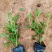 柳叶马鞭草花色淡雅，紫色的花朵开在田野里非常漂亮