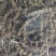 【文斌药业】荆芥穗青穗无杂质地道药材
