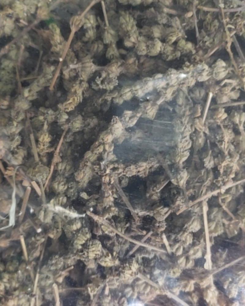 【文斌药业】荆芥穗青穗无杂质地道药材