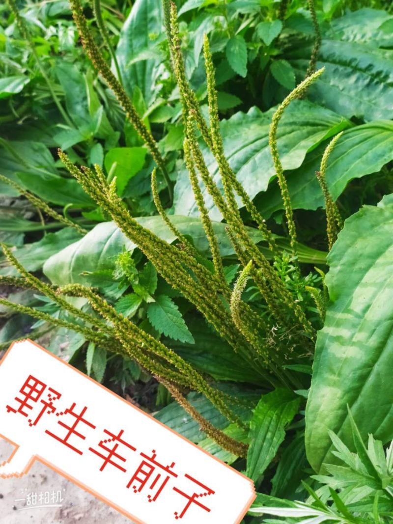 2020年车前子，种籽产新，发芽率高达百分之九十五带批发