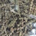【文斌药业】荆芥穗青穗无杂质地道药材