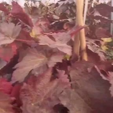 出售甜蜜蓝宝石葡萄苗