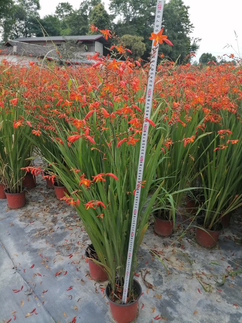 雄黄兰（火星花）高度1米左右开花的雄黄兰出售