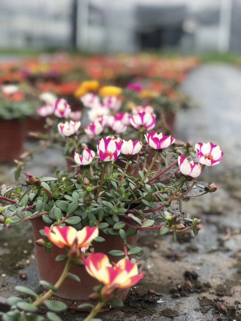 混色太阳花，花镜植物太阳花