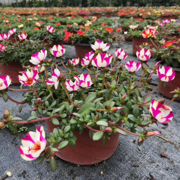 混色太阳花，花镜植物太阳花
