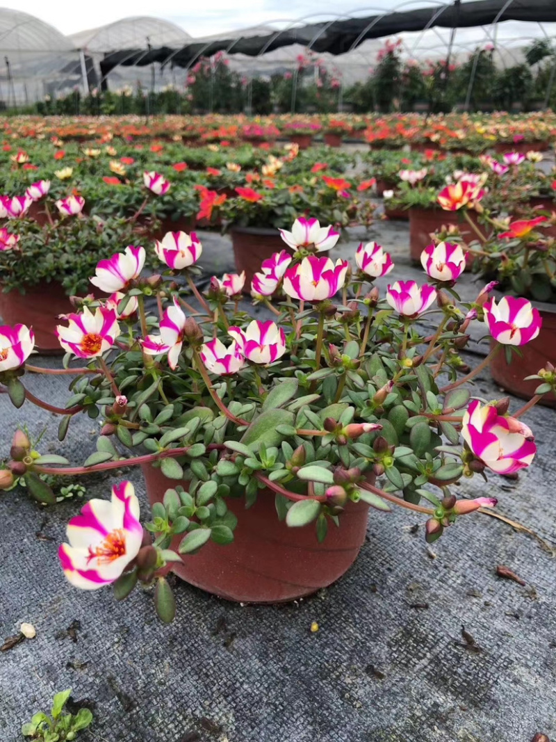 混色太阳花，花镜植物太阳花