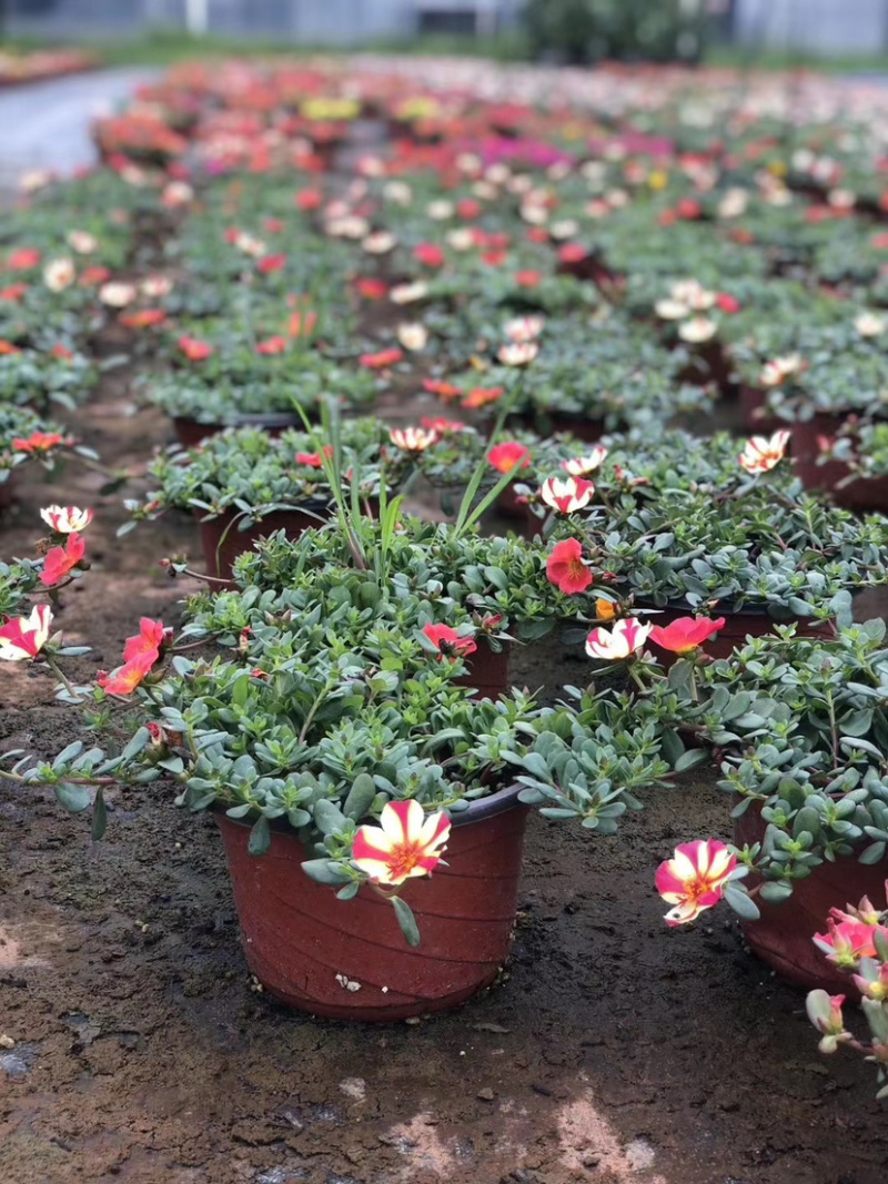混色太阳花，花镜植物太阳花