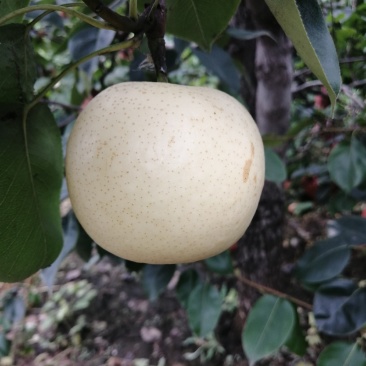 白皇冠梨