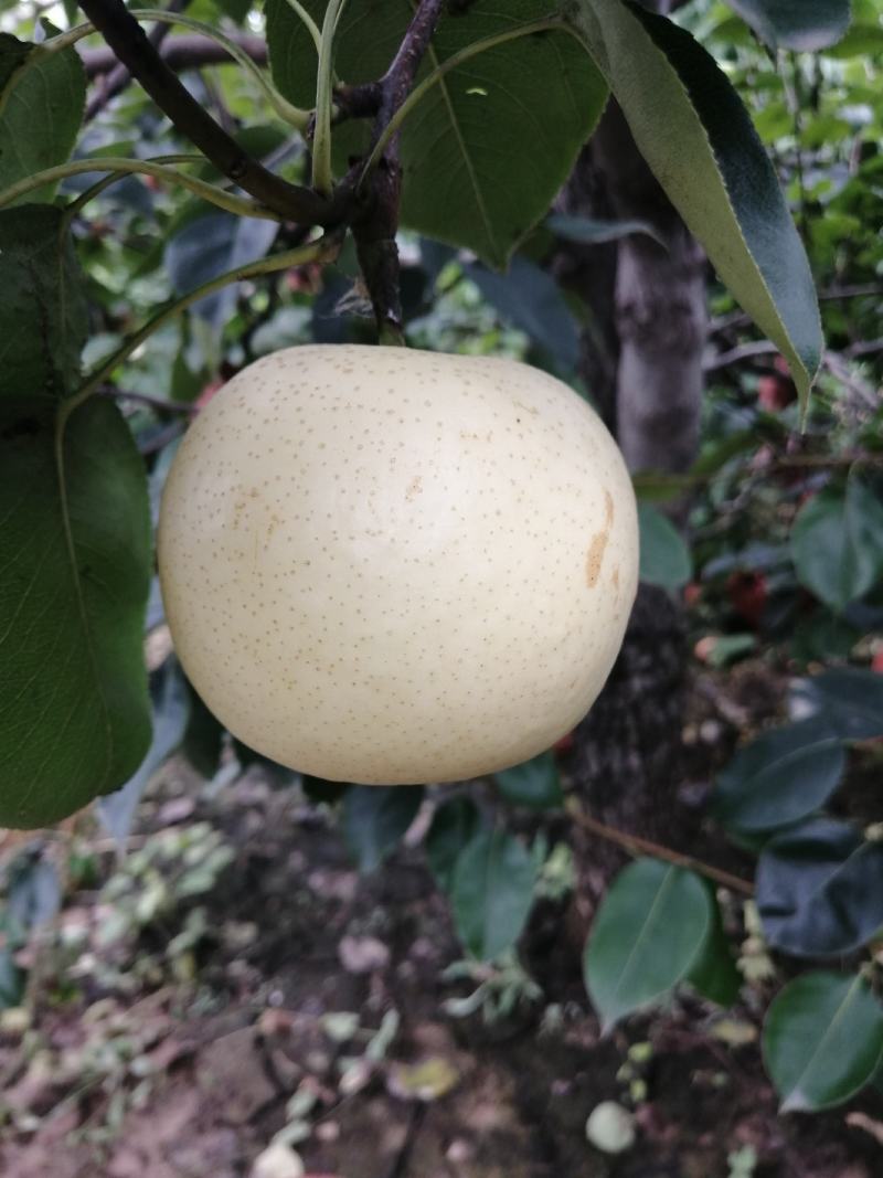 白皇冠梨