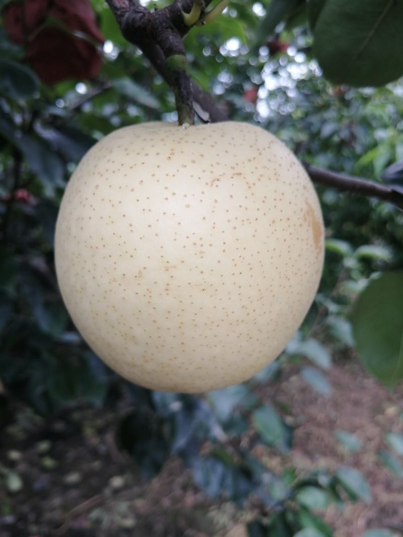 白皇冠梨