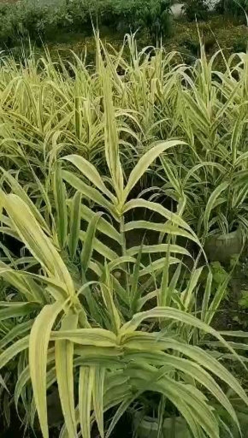 花叶芦竹袋苗实拍图片，花叶芦竹袋苗价格，