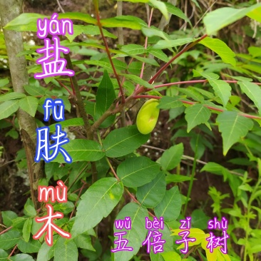 贵州毕节古夜郎大地野生中药材盐肤木五倍子树