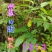 贵州毕节古夜郎大地野生中药材盐肤木五倍子树