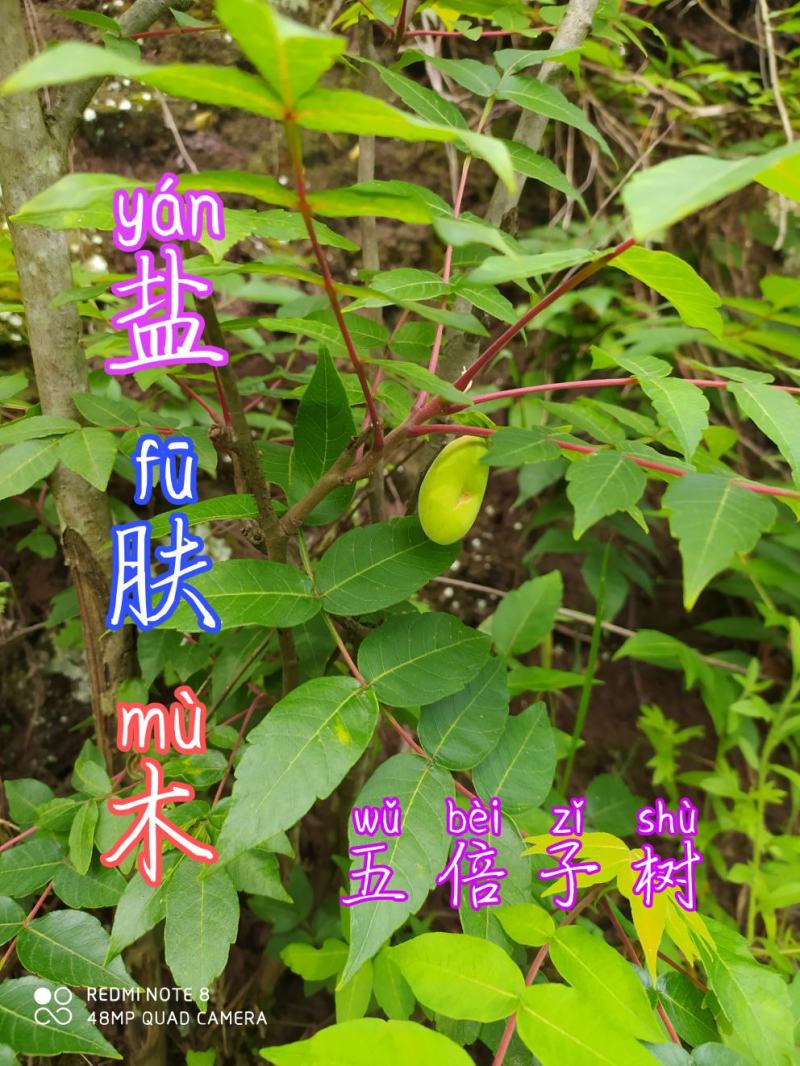 贵州毕节古夜郎大地野生中药材盐肤木五倍子树
