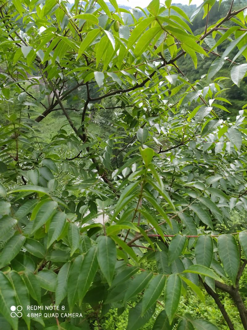 贵州毕节古夜郎大地野生中药材盐肤木五倍子树