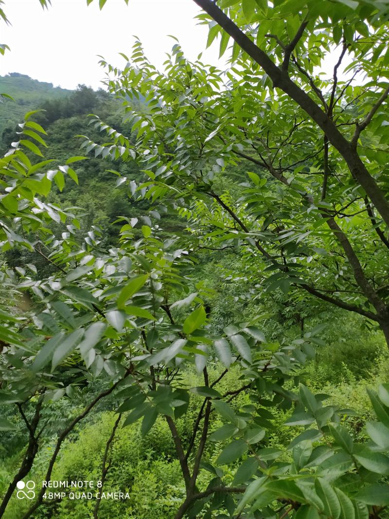 贵州毕节古夜郎大地野生中药材盐肤木五倍子树