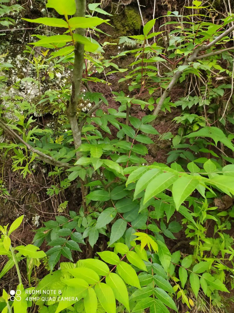 贵州毕节古夜郎大地野生中药材盐肤木五倍子树