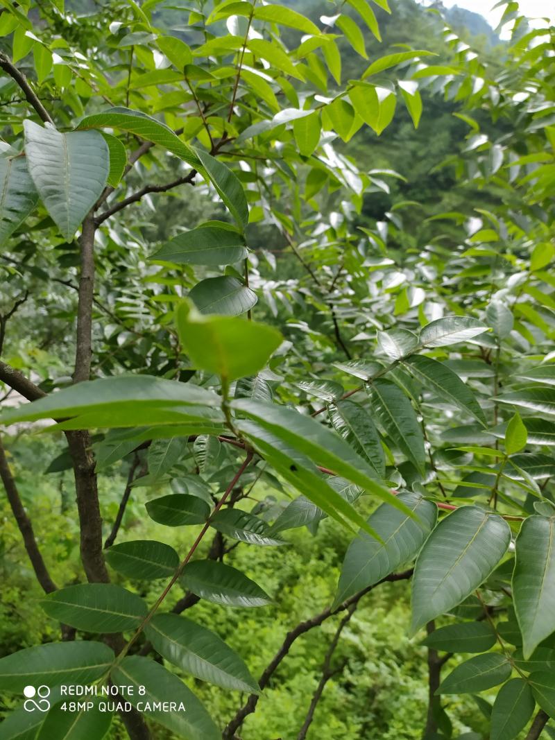 贵州毕节古夜郎大地野生中药材盐肤木五倍子树
