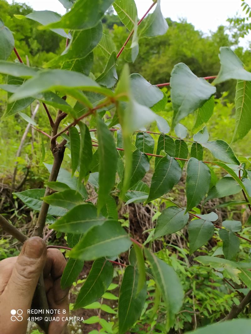 贵州毕节古夜郎大地野生中药材盐肤木五倍子树