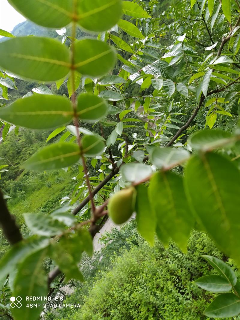 贵州毕节古夜郎大地野生中药材盐肤木五倍子树