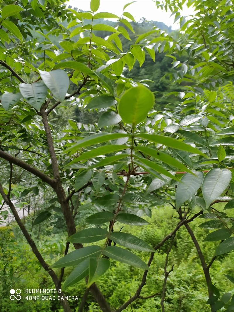 贵州毕节古夜郎大地野生中药材盐肤木五倍子树