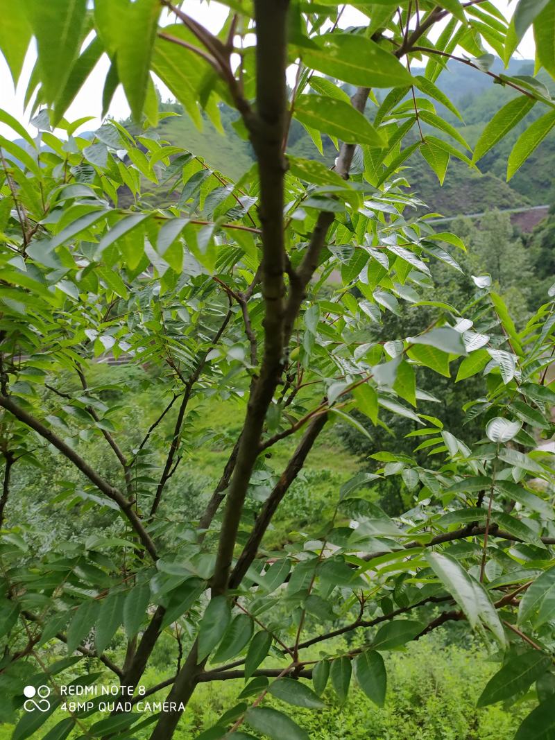贵州毕节古夜郎大地野生中药材盐肤木五倍子树
