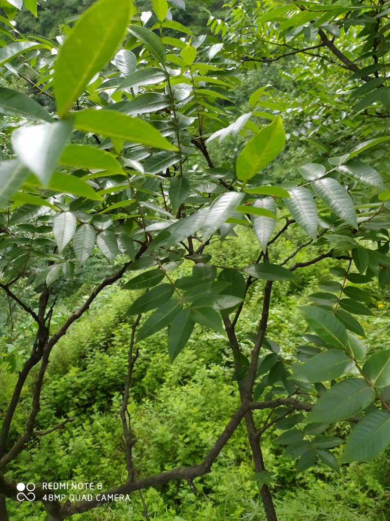贵州毕节古夜郎大地野生中药材盐肤木五倍子树