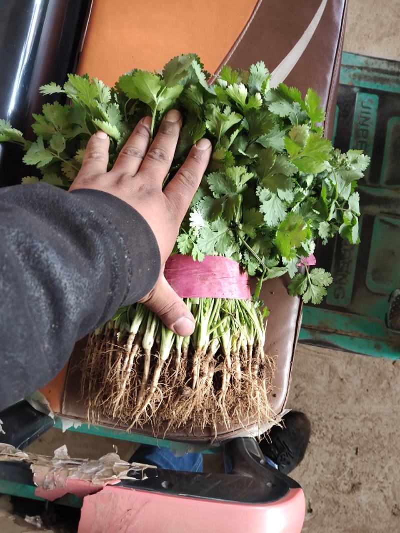 香菜叶面大颜色绿，耐运输产地代办，托运一条龙服务。