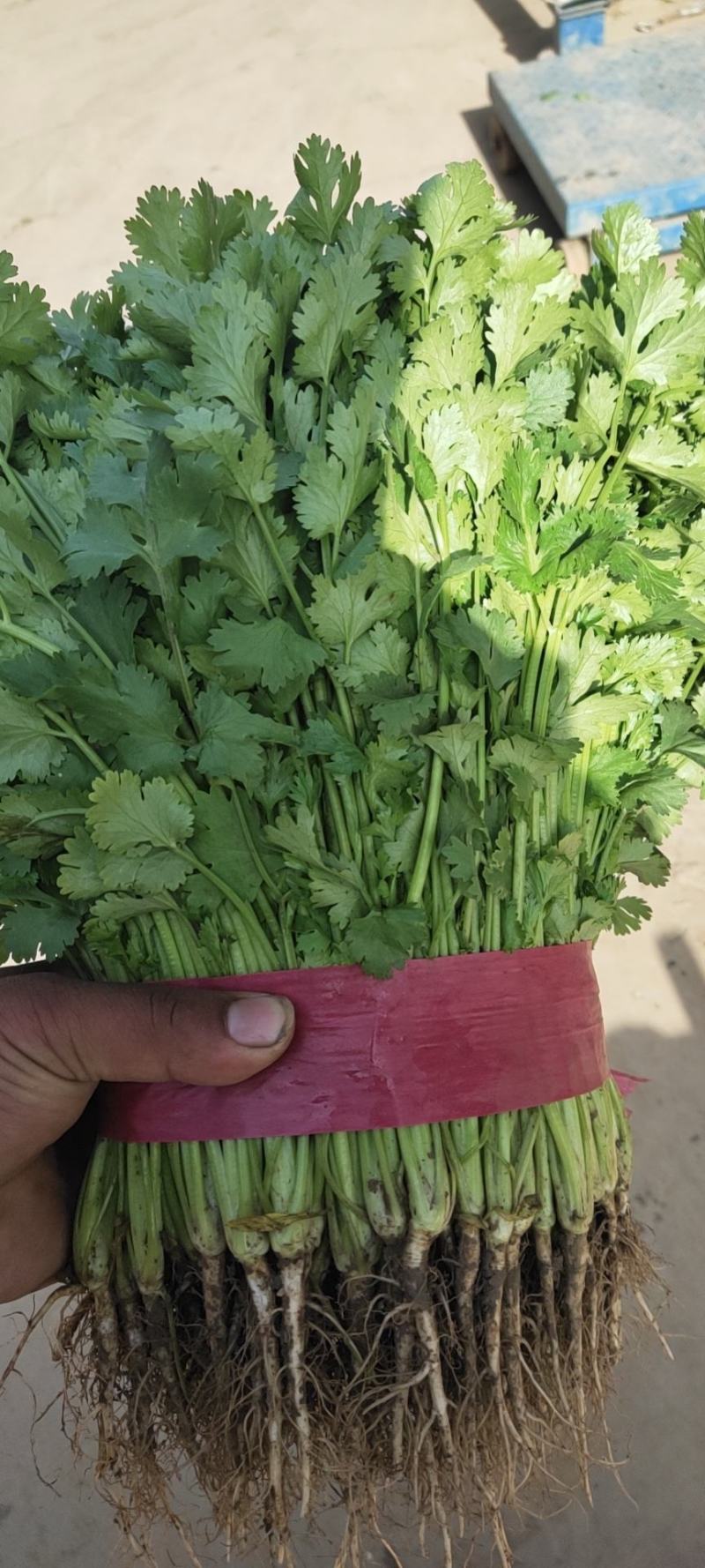 香菜叶面大颜色绿，耐运输产地代办，托运一条龙服务。