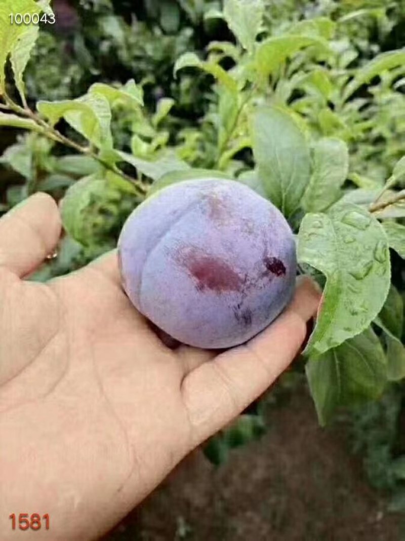 黑布林