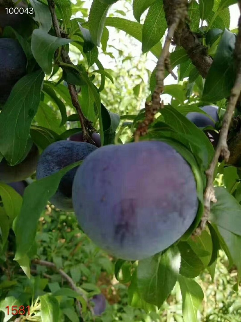 黑布林