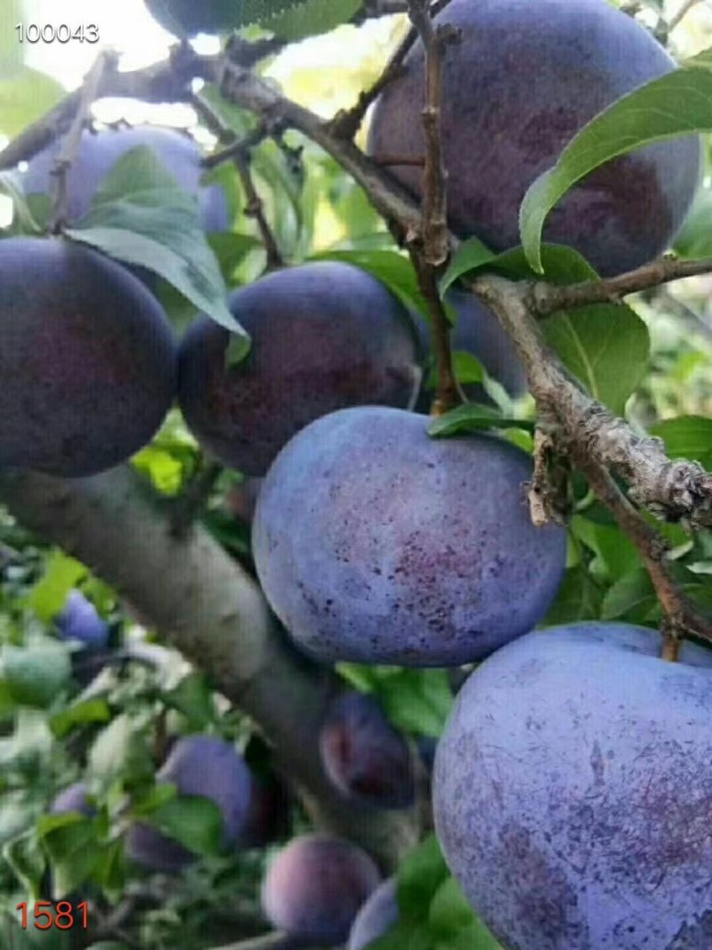 黑布林
