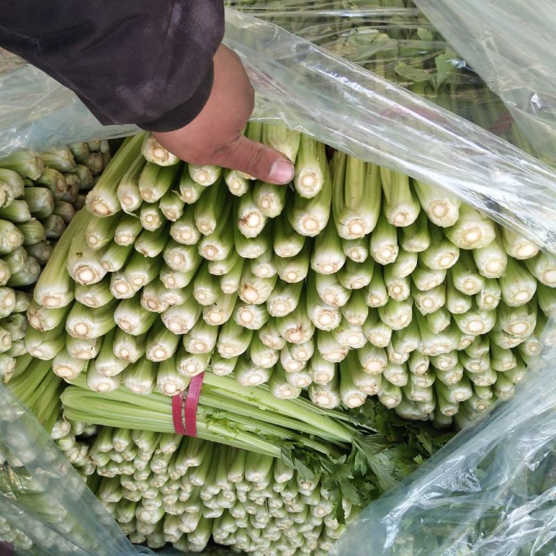 芹菜精品西芹河北发货新鲜蔬菜批发欢迎选购