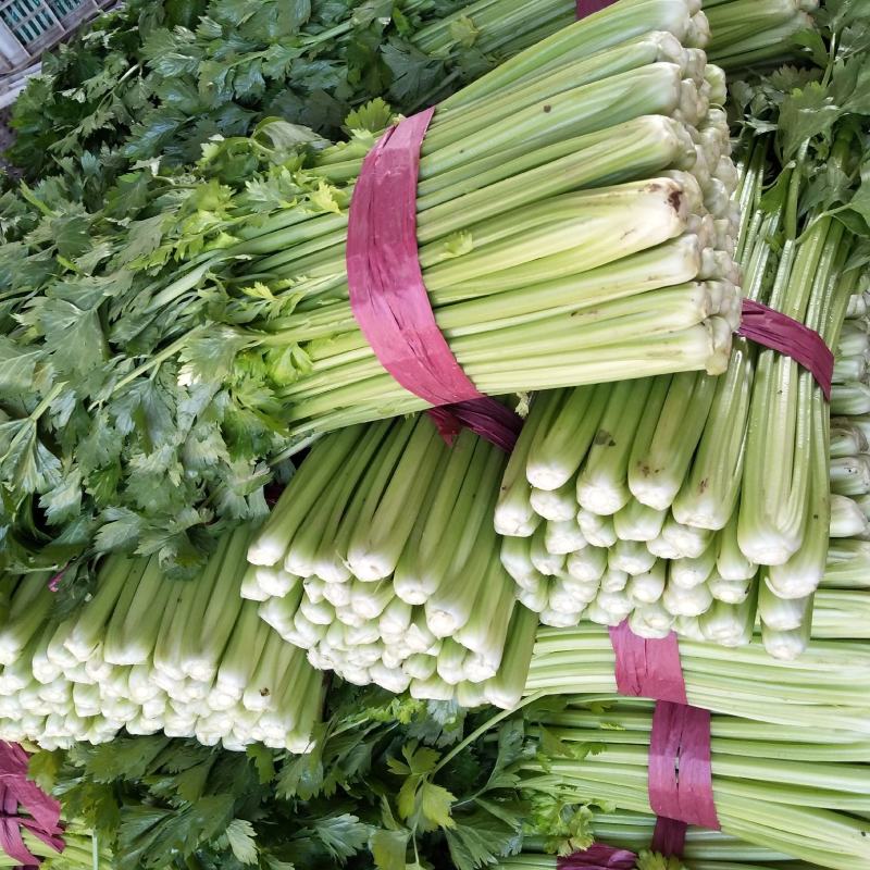 芹菜精品西芹河北发货新鲜蔬菜批发欢迎选购