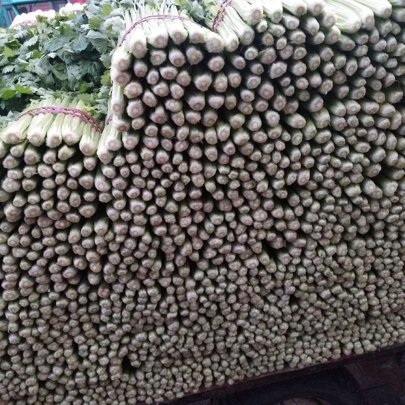 芹菜精品西芹河北发货新鲜蔬菜批发欢迎选购