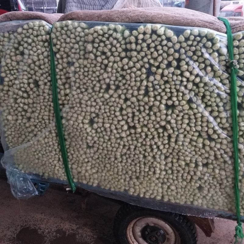 芹菜精品西芹河北发货新鲜蔬菜批发欢迎选购