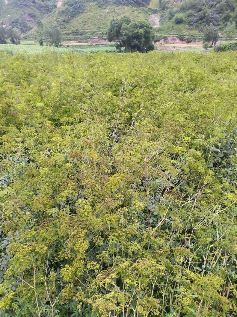 年宽叶羌活种籽产新下树了，发芽率高，带批发