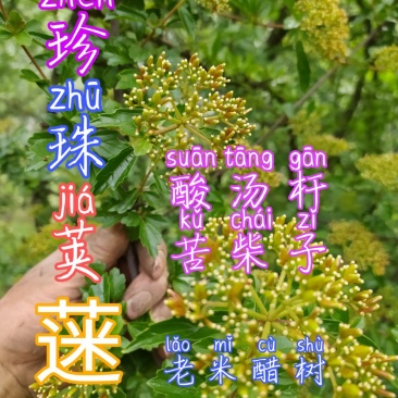 贵州毕节古夜郎大地野生中药材珍珠荚蒾苦柴子酸汤杆