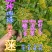 贵州毕节古夜郎大地野生中药材珍珠荚蒾苦柴子酸汤杆
