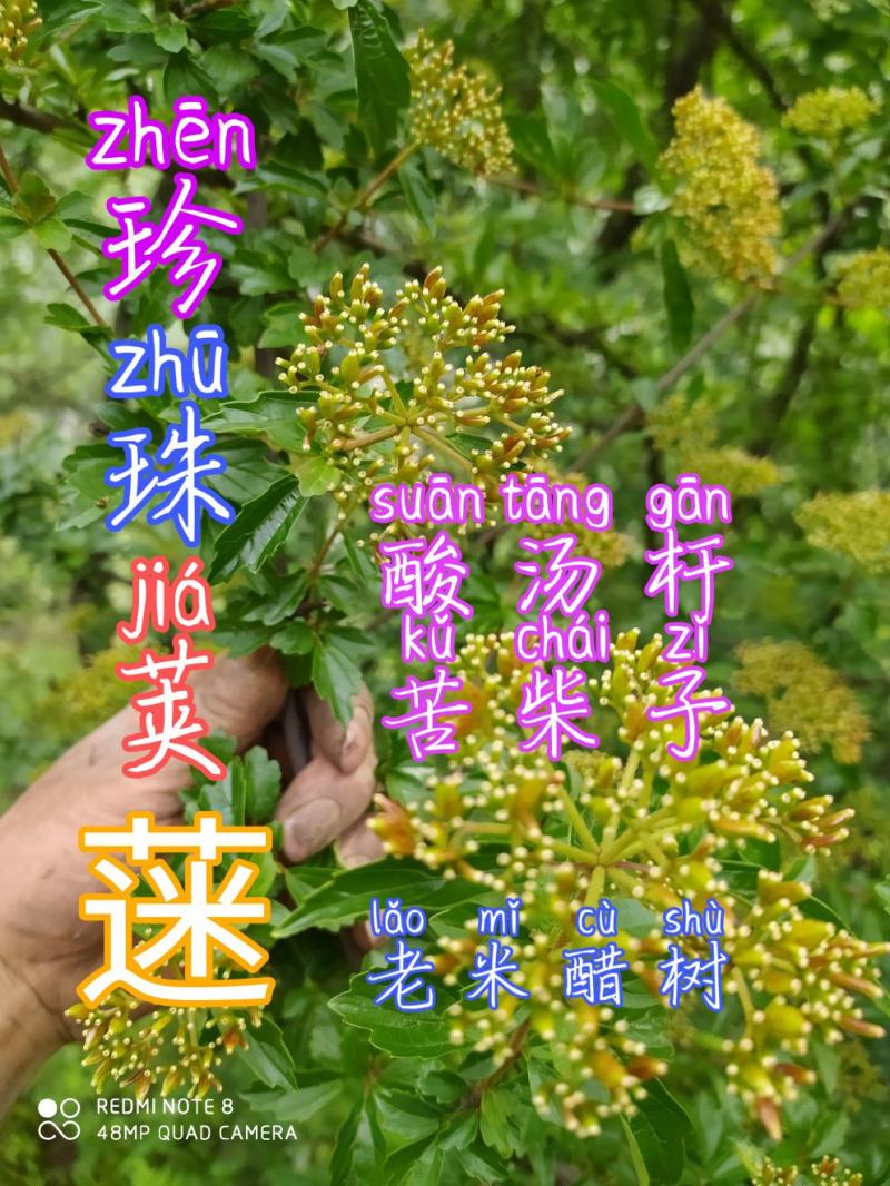 贵州毕节古夜郎大地野生中药材珍珠荚蒾苦柴子酸汤杆