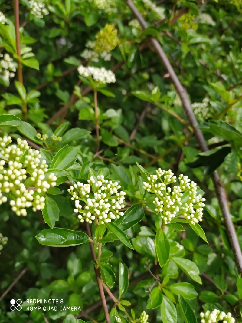 贵州毕节古夜郎大地野生中药材珍珠荚蒾苦柴子酸汤杆