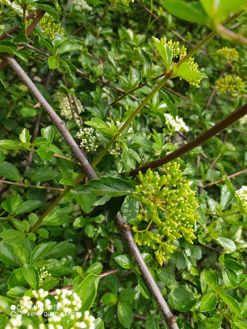 贵州毕节古夜郎大地野生中药材珍珠荚蒾苦柴子酸汤杆