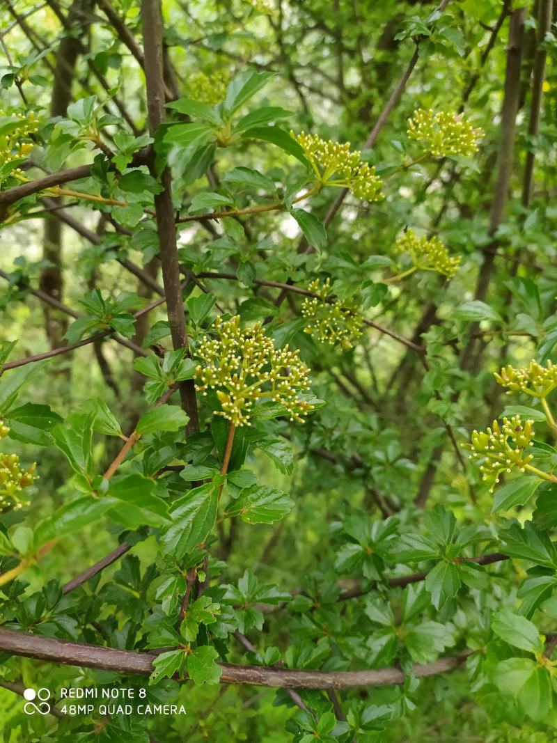 贵州毕节古夜郎大地野生中药材珍珠荚蒾苦柴子酸汤杆