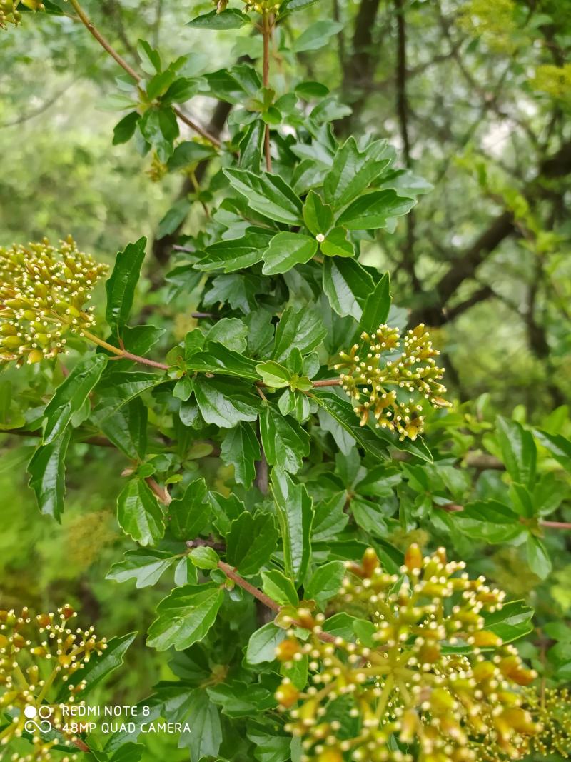 贵州毕节古夜郎大地野生中药材珍珠荚蒾苦柴子酸汤杆