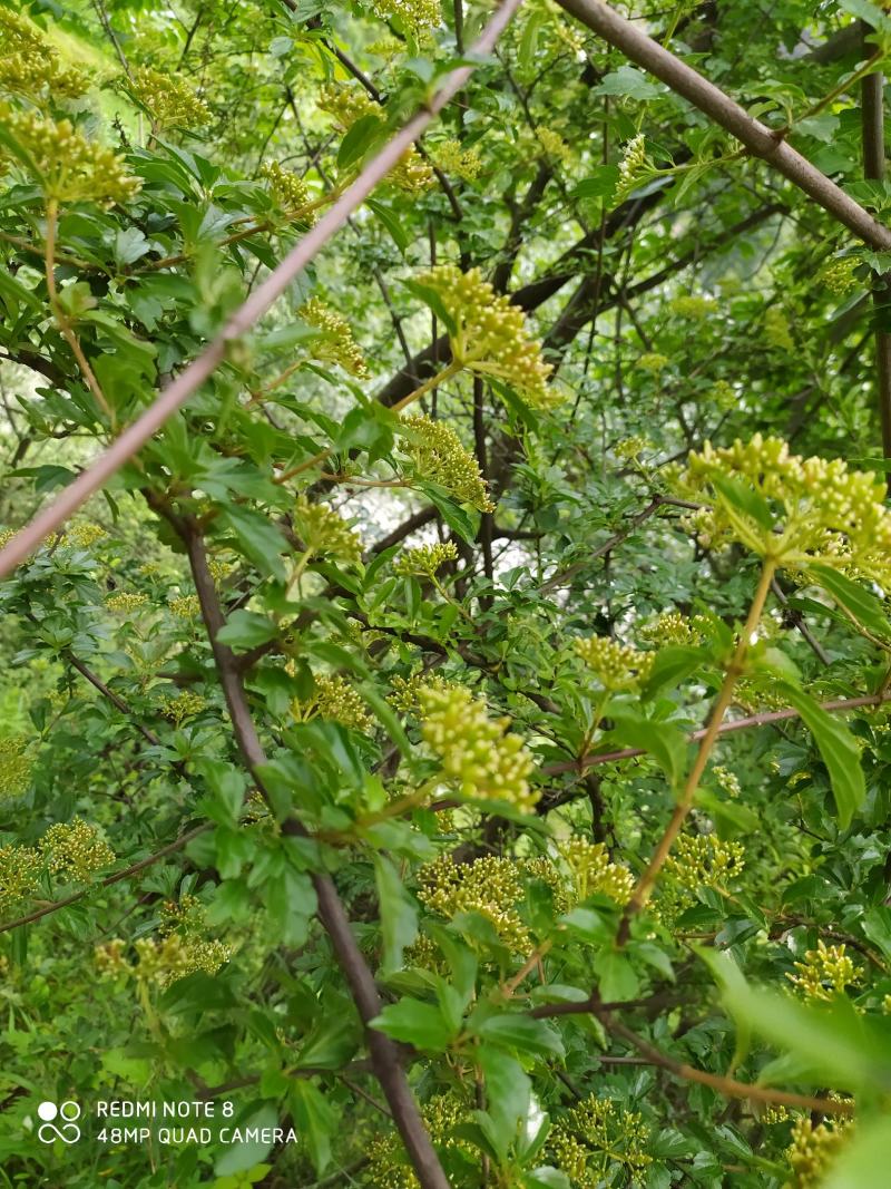 贵州毕节古夜郎大地野生中药材珍珠荚蒾苦柴子酸汤杆