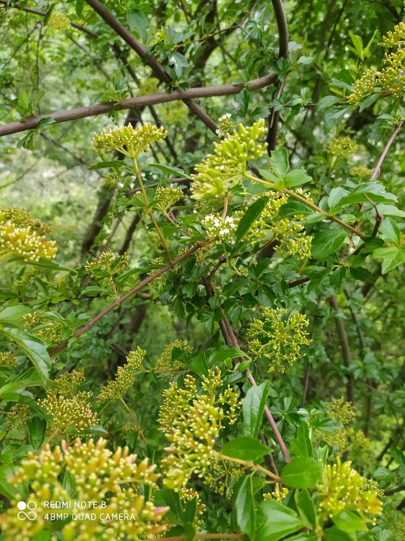 贵州毕节古夜郎大地野生中药材珍珠荚蒾苦柴子酸汤杆