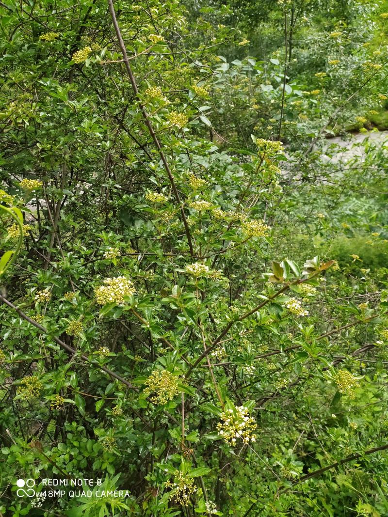 贵州毕节古夜郎大地野生中药材珍珠荚蒾苦柴子酸汤杆